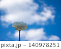 A white rose stands elegantly against a vibrant blue sky filled with soft, fluffy clouds, showcasing natural beauty 140978251