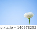 A single white rose stands tall against a bright blue sky, symbolizing beauty and tranquility in nature's simplicity 140978252