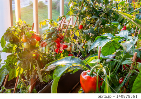 Bell pepper ripening in balcony planter with glossy skin and dense Bell pepper ripening in balcony planter with glossy skin and dense 140978361