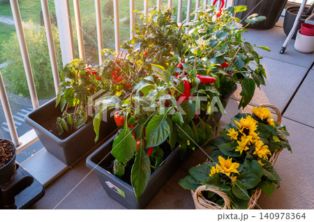 Sunset balcony kitchen garden with planters of peppers Sunset balcony kitchen garden with planters of peppers 140978364