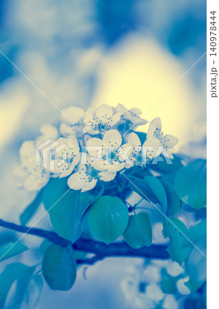 Blue vintage branch of a blossoming pear tree. Spring nature background. Blue toned 140978444