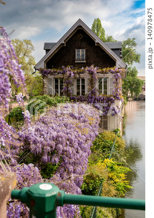 Close Up Wisteria Blossoms Over Green Railing by Canal Close Up Wisteria Blossoms Over Green Railing by Canal 140978475