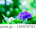 梅雨の合間の紫陽花 140978781