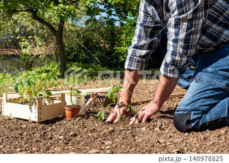 Planting tomato seedlings in the ground by hand. Agriculture. Planting tomato seedlings in the ground by hand. Agriculture. 140978825