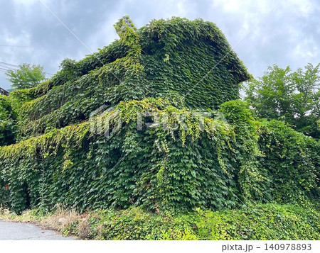 緑のツル植物に包まれた空き家の風景 緑のツル植物に包まれた空き家の風景 140978893