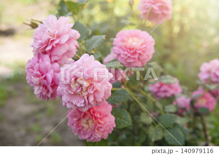 background of pink roses flowers close up on a sunny day 140979116
