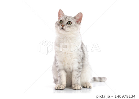 Portrait of a beautiful silver tabby cat sitting and looking up, isolated on a clean white background. Portrait of a beautiful silver tabby cat sitting and looking up, isolated on a clean white background. 140979134