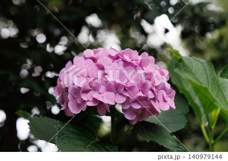 雨に濡れたピンクの紫陽花 雨に濡れたピンクの紫陽花 140979144