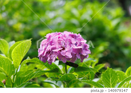 雨に濡れたピンクの紫陽花 雨に濡れたピンクの紫陽花 140979147