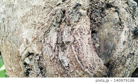 Rough Tree Bark Texture Background with Natural Wood Detail 140979186