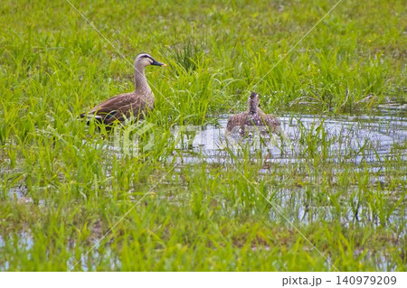 新緑の中を泳ぐカルガモの親子 新緑の中を泳ぐカルガモの親子 140979209