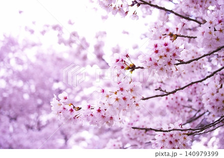 満開の桜と柔らかな春のボケ背景 満開の桜と柔らかな春のボケ背景 140979399