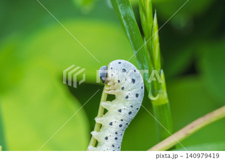 春の野山 草を食べるアケビコンボウハバチの幼虫のクローズアップ01 春の野山 草を食べるアケビコンボウハバチの幼虫のクローズアップ01 140979419