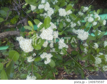 秋に真っ赤な実になるピラカンサスの花 秋に真っ赤な実になるピラカンサスの花 140979597