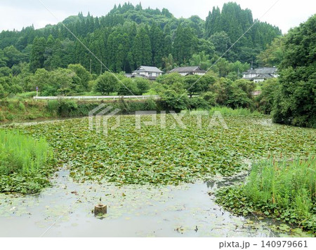 美里町 小筵・吉見神社参道入口の池と睡蓮(熊本県) 美里町 小筵・吉見神社参道入口の池と睡蓮(熊本県) 140979661