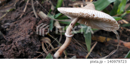 mushroom in the forest mushroom in the forest 140979723