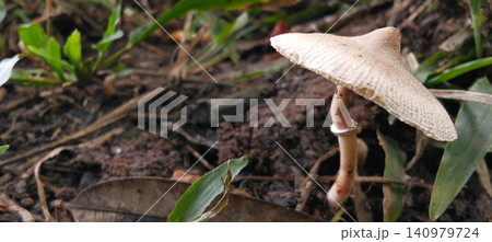 poisonous mushrooms in the forest 140979724