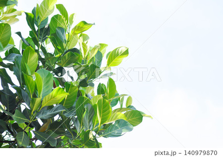 Artocarpus heterophyllus Lam, A heterophylla or jackfruit tree and sky Artocarpus heterophyllus Lam, A heterophylla or jackfruit tree and sky 140979870