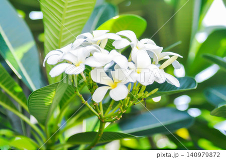 frangipani, frangipani flower or pagoda tree or white flower frangipani, frangipani flower or pagoda tree or white flower 140979872