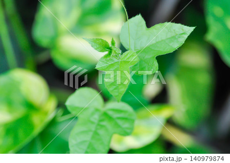 Fetid passionflower, foetida or Medthai, Passiflora or Passiflora foetida L or PASSIFLORACEAE or Scarletfruit or Stinking passion flower 140979874