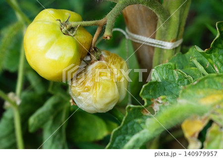 Damaged rotten unripe green tomato fruits rotting right on the branches, the spread of diseases on plantations. Foliage damage is also visible 140979957