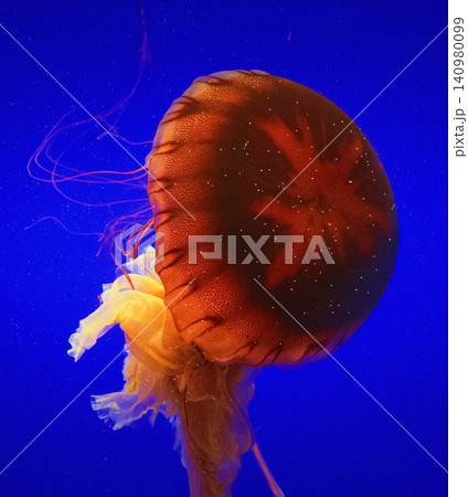 Big Jellyfish On Blue Background. Japanese Sea Nettle Or Chrysaora Pacifica In Family Pelagiidae. Dangerous Jellyfish To Humans. Mesmerizing Swimming Of Jellyfish. Ocean Animal, Aquatic Life Big Jellyfish On Blue Background. Japanese Sea Nettle Or Chrysaora Pacifica In Family Pelagiidae. Dangerous Jellyfish To Humans. Mesmerizing Swimming Of Jellyfish. Ocean Animal, Aquatic Life 140980099