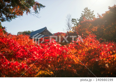 Tofuku-ji temple with motion fall colorful maple leaf garden, Kyoto Tofuku-ji temple with motion fall colorful maple leaf garden, Kyoto 140980199
