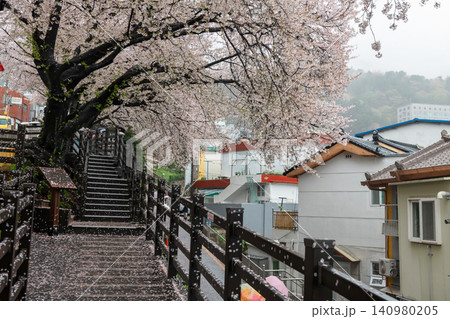 cherry blossom by residential bridge at Gaegeum-dong road, Busan cherry blossom by residential bridge at Gaegeum-dong road, Busan 140980205