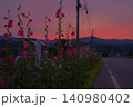 夕焼けに照らされるタチアオイ 140980402