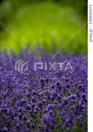 緑の背景に咲くラベンダー畑、紫の花が満開の美しい風景 緑の背景に咲くラベンダー畑、紫の花が満開の美しい風景 140980473