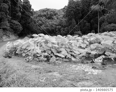 白黒・モノクローム・蓮の池のカルガモ 白黒・モノクローム・蓮の池のカルガモ 140980575