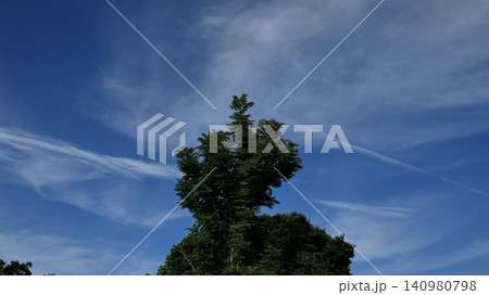 青空に伸びる木 青空に伸びる木 140980798