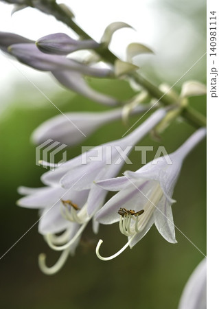 公園に咲くギボウシの花 140981114