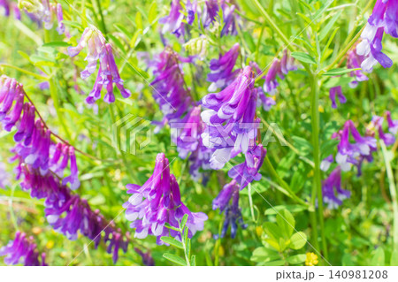 春の野原 ナヨクサフジの紫色の花04 春の野原 ナヨクサフジの紫色の花04 140981208