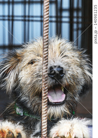 Homeless Dog Waiting for Adoption in Animal Shelter Cage Looking Hopeful Homeless Dog Waiting for Adoption in Animal Shelter Cage Looking Hopeful 140981235