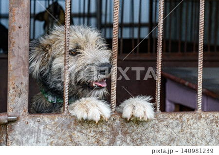 Homeless Dog Waiting for Adoption in Animal Shelter Cage Looking Hopeful Homeless Dog Waiting for Adoption in Animal Shelter Cage Looking Hopeful 140981239