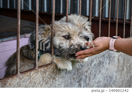 Volunteer Hand Feeding Homeless Dog in Animal Shelter Cage Volunteer Hand Feeding Homeless Dog in Animal Shelter Cage 140981242