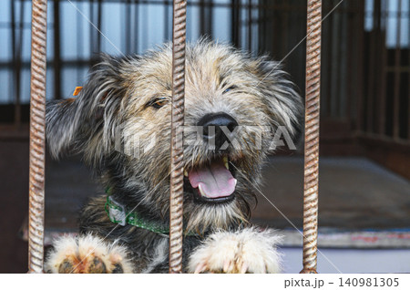Homeless Dog Waiting for Adoption in Animal Shelter Cage Looking Hopeful Homeless Dog Waiting for Adoption in Animal Shelter Cage Looking Hopeful 140981305