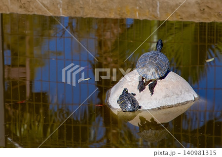 Two turtles basking on a rock in a pond, with reflections visible in the water and greenery surrounding the area Two turtles basking on a rock in a pond, with reflections visible in the water and greenery surrounding the area 140981315
