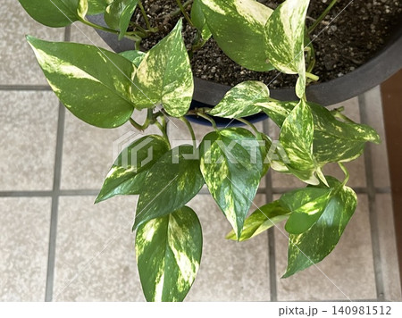 玄関先、鉢植えのポトス 140981512