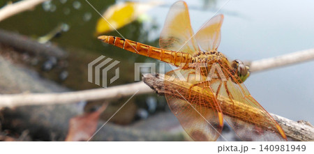orange dragonfly on a branch orange dragonfly on a branch 140981949