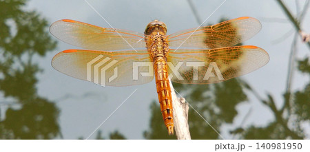 dragonfly on a branch dragonfly on a branch 140981950