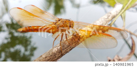 beautiful orange dragonfly on tree 140981965