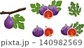Purple fig collection with whole fruit, halves, leaves and branches vector illustration 140982569