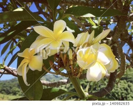 ハワイの青空と豊かな大自然に映える白と黄色の美しいプルメリアの花 ハワイの青空と豊かな大自然に映える白と黄色の美しいプルメリアの花 140982635