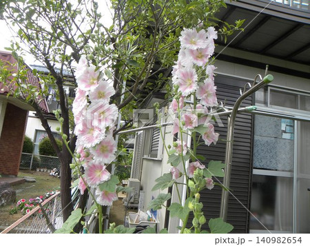 タチアオイの白い大きい花 タチアオイの白い大きい花 140982654