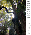 光差し込む森の巨木と神秘的な樹木風景 140982715