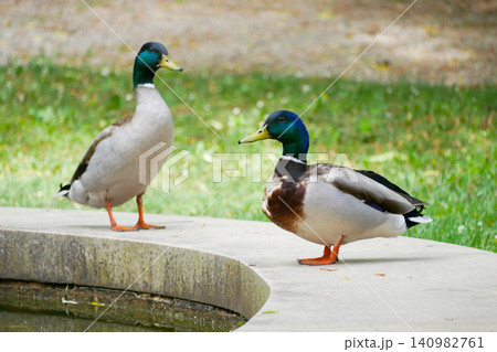 Pair of Male Mallard Ducks (Anas platyrhynchos) Standing Near a Pond in a Park. Pair of Male Mallard Ducks (Anas platyrhynchos) Standing Near a Pond in a Park. 140982761