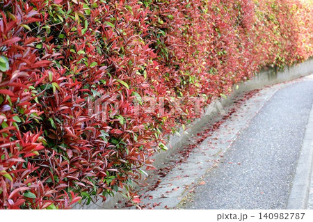 鮮やかな生け垣の風景 鮮やかな生け垣の風景 140982787