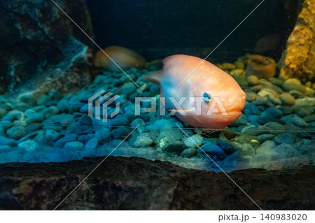 水槽を泳ぐ淡水魚 水槽を泳ぐ淡水魚 140983020